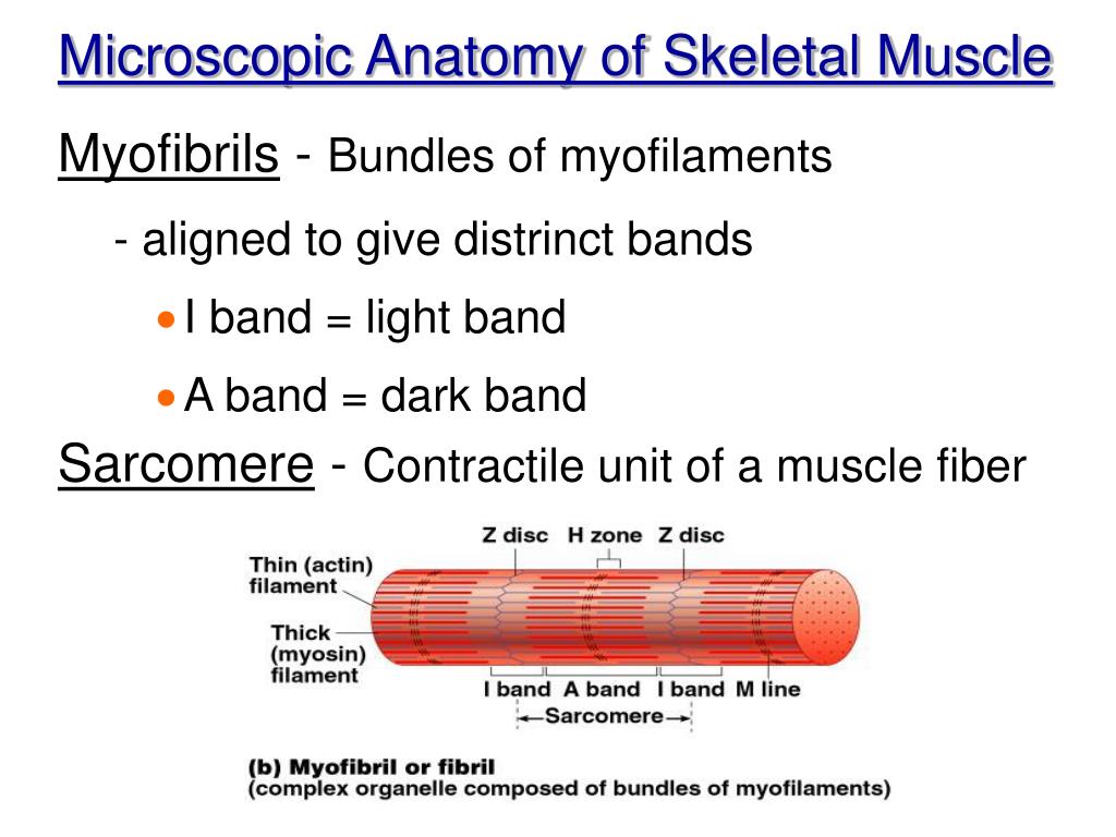 ppt chapter 6 the muscle anatomy powerpoint presentation microscopic powerpoint
