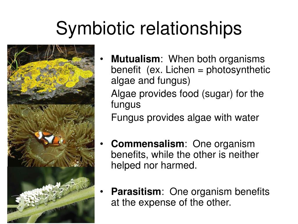 what are the types of relationships between organisms