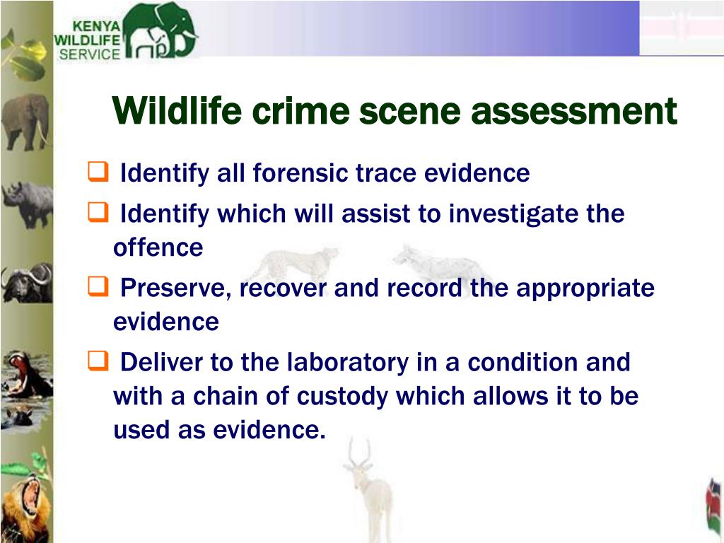 literature review on wildlife crime