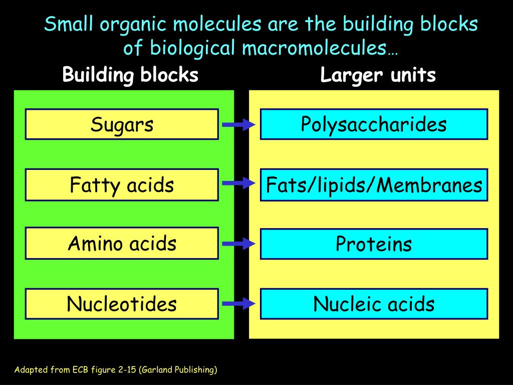 PPT - Small organic molecules are the building blocks of biological  macromolecules … PowerPoint Presentation - ID:337982