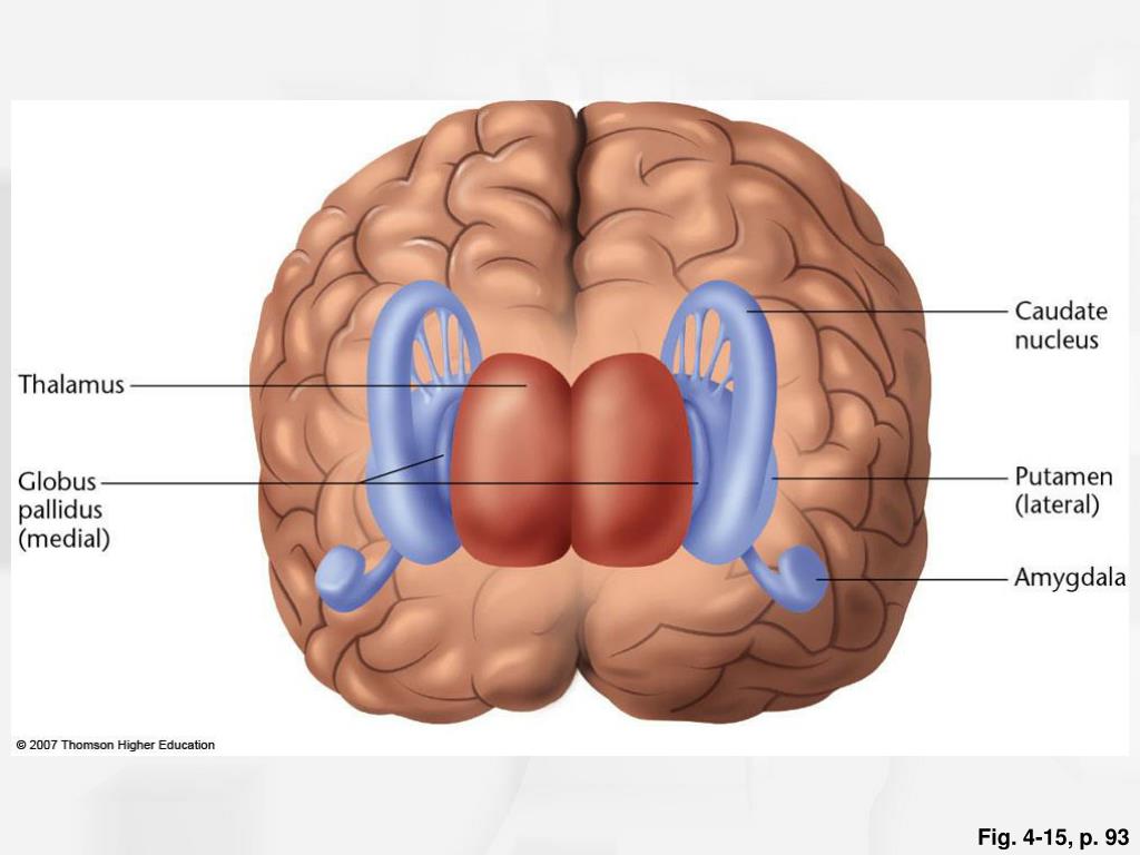 Хвостатое ядро мозга. Путамен (базальные ганглии). Putamen базальные ядра. Бледный шар анатомия. Хвостатое ядро и бледный шар.