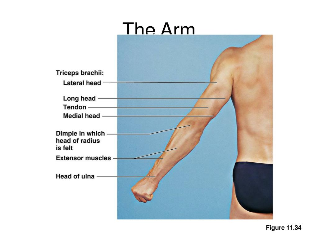 Ppt Surface Anatomy Powerpoint Presentation Free Download Id338316