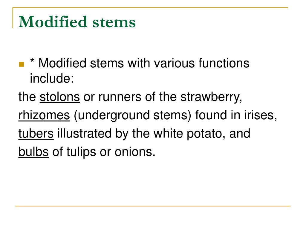 PPT Chapter 25 Structure and Organization of Plants PowerPoint