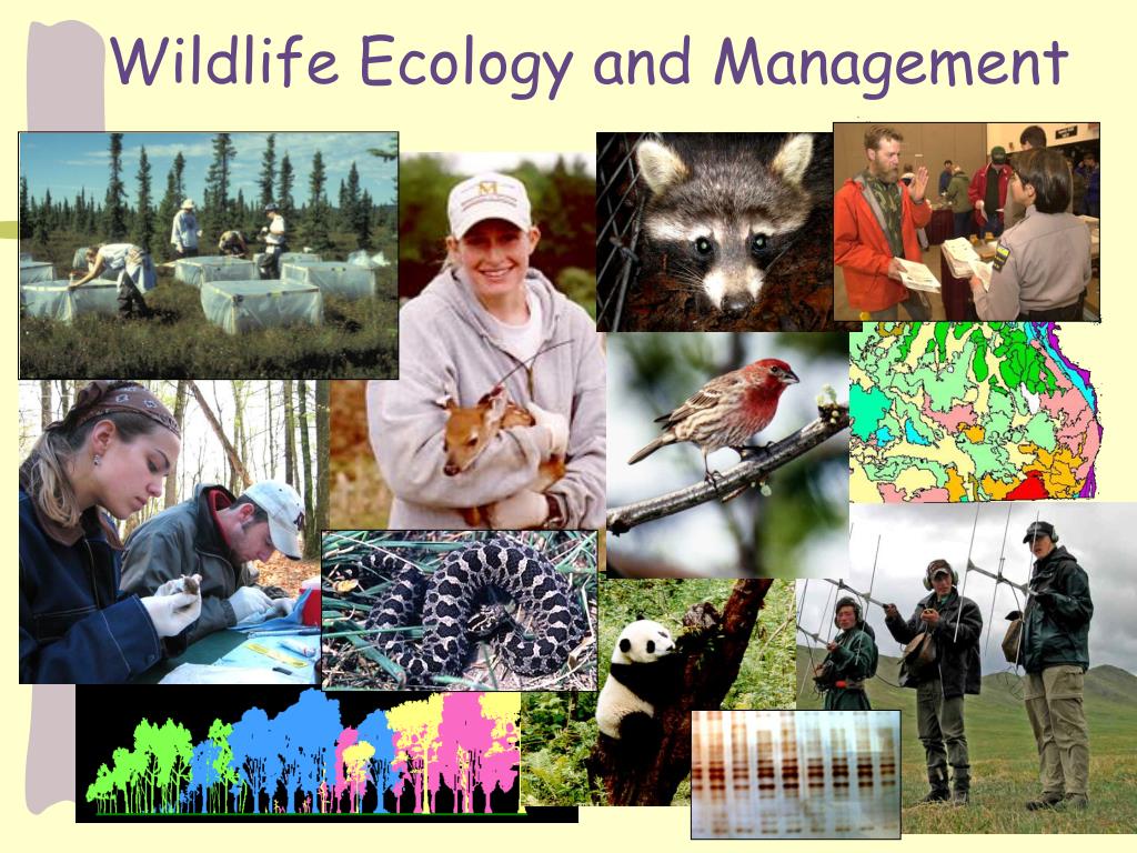 Ppt Wildlife Ecology And Management Powerpoint Presentation Free Download Id34043 3696