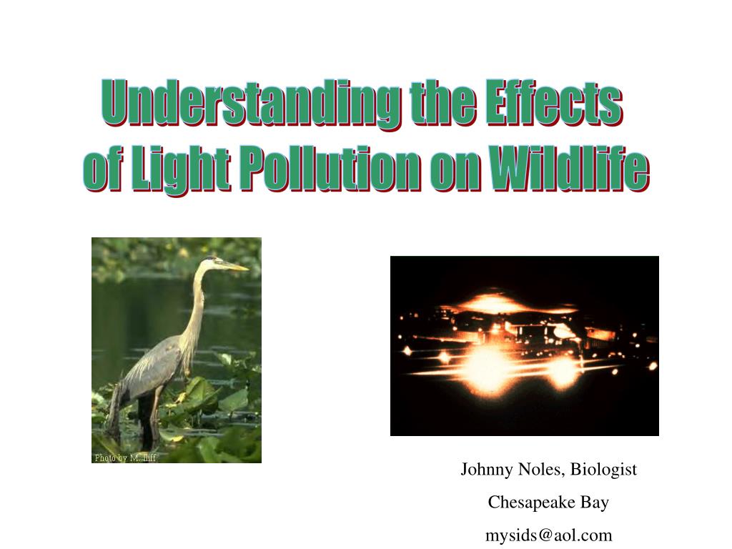 ppt-understanding-the-effects-of-light-pollution-on-wildlife