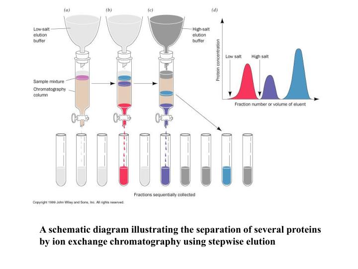 PPT Techniques of Protein Purification PowerPoint Presentation ID