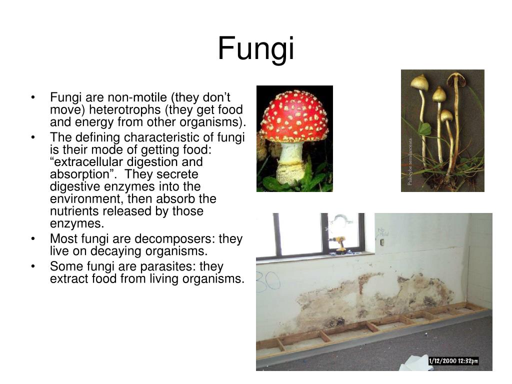 Ppt Fungi Powerpoint Presentation Free Download Id342359