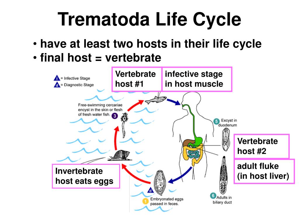 PPT How does Cnidaria fit in PowerPoint Presentation 