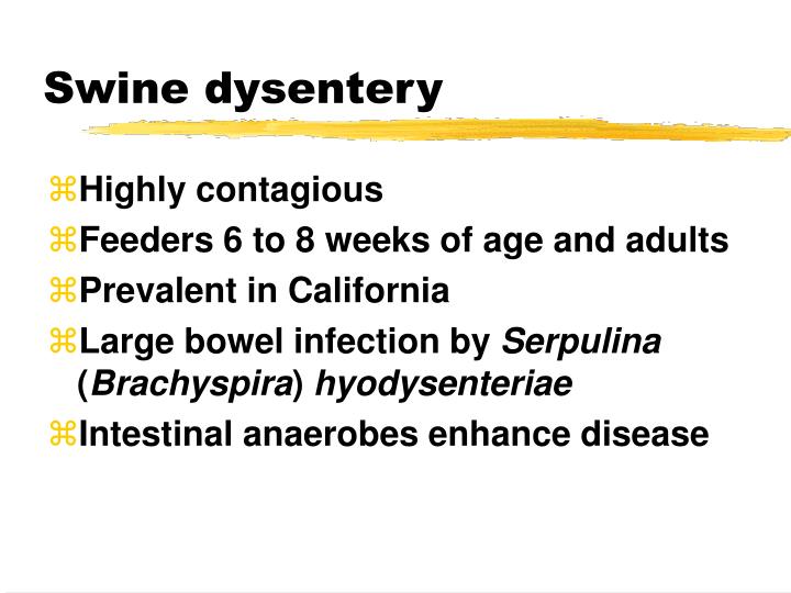 PPT Colibacillosis PowerPoint Presentation ID342950