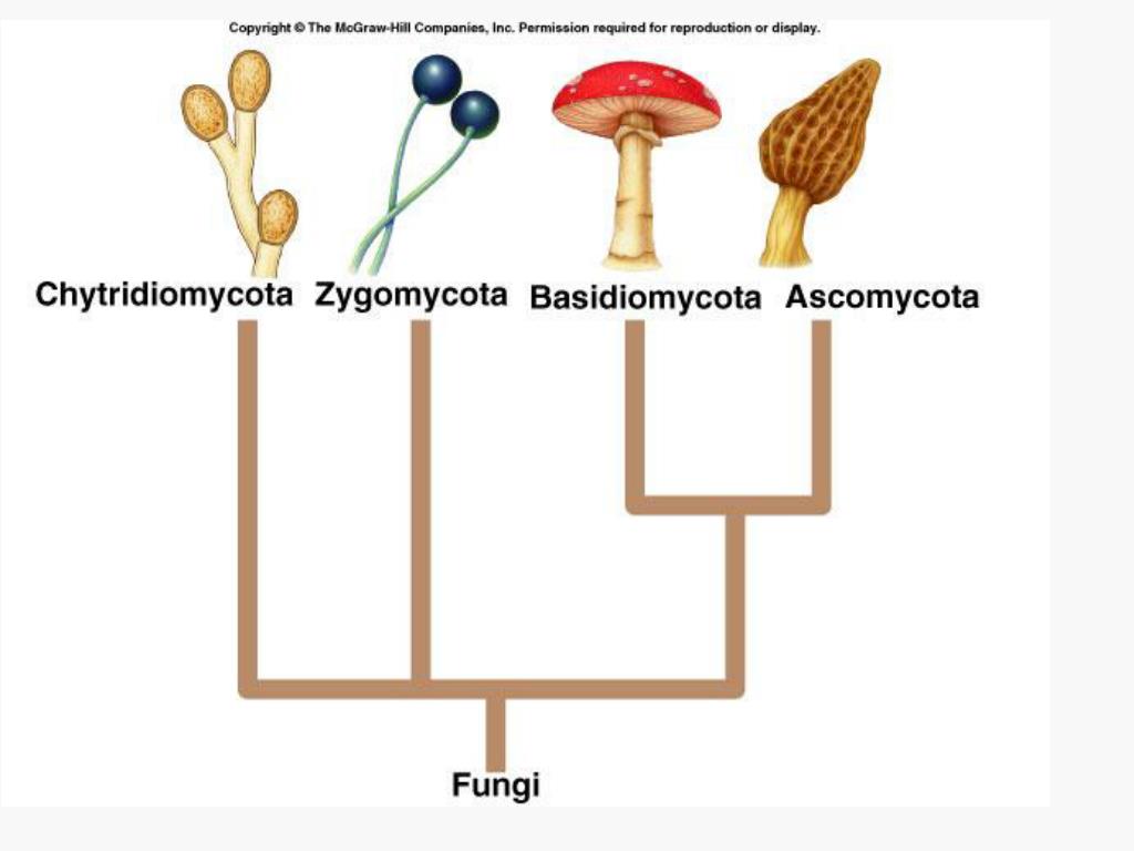 PPT - Fungi PowerPoint Presentation, free download - ID:343296