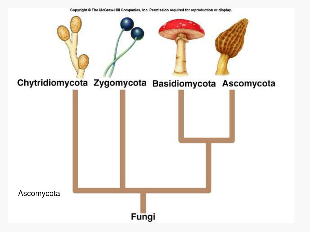 PPT - Fungi PowerPoint Presentation, free download - ID:343296