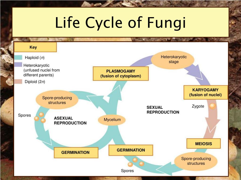 Fungal Life Cycle 