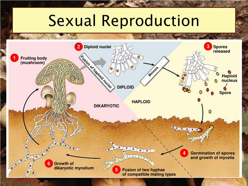Reproduction In Fungi An Overview Of Sexual Reproduction My Xxx Hot Girl 