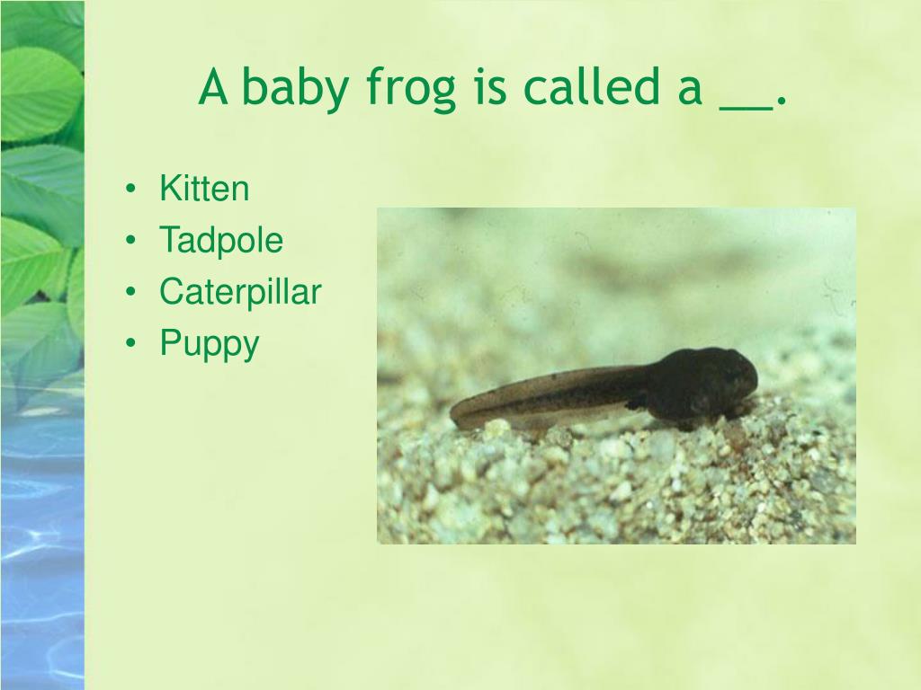 PPT Frog Life Cycle PowerPoint Presentation Free Download ID 344876