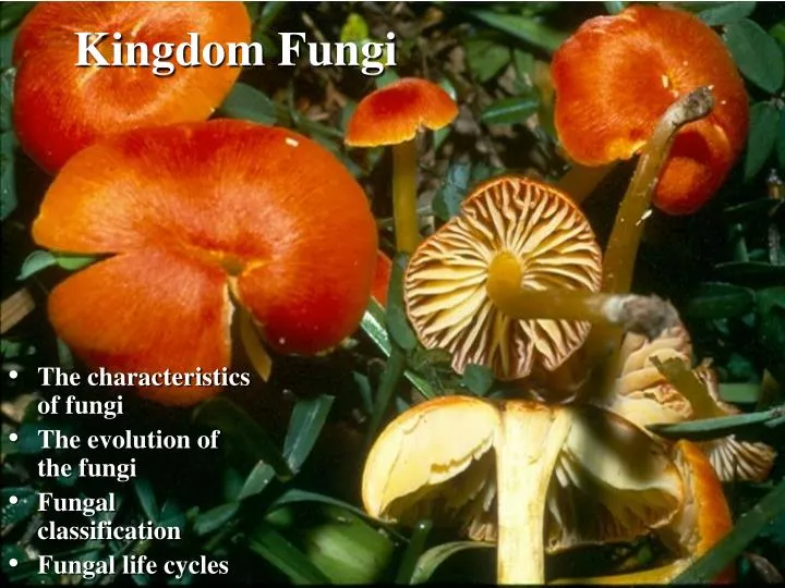 introduction to fungi pdf free download