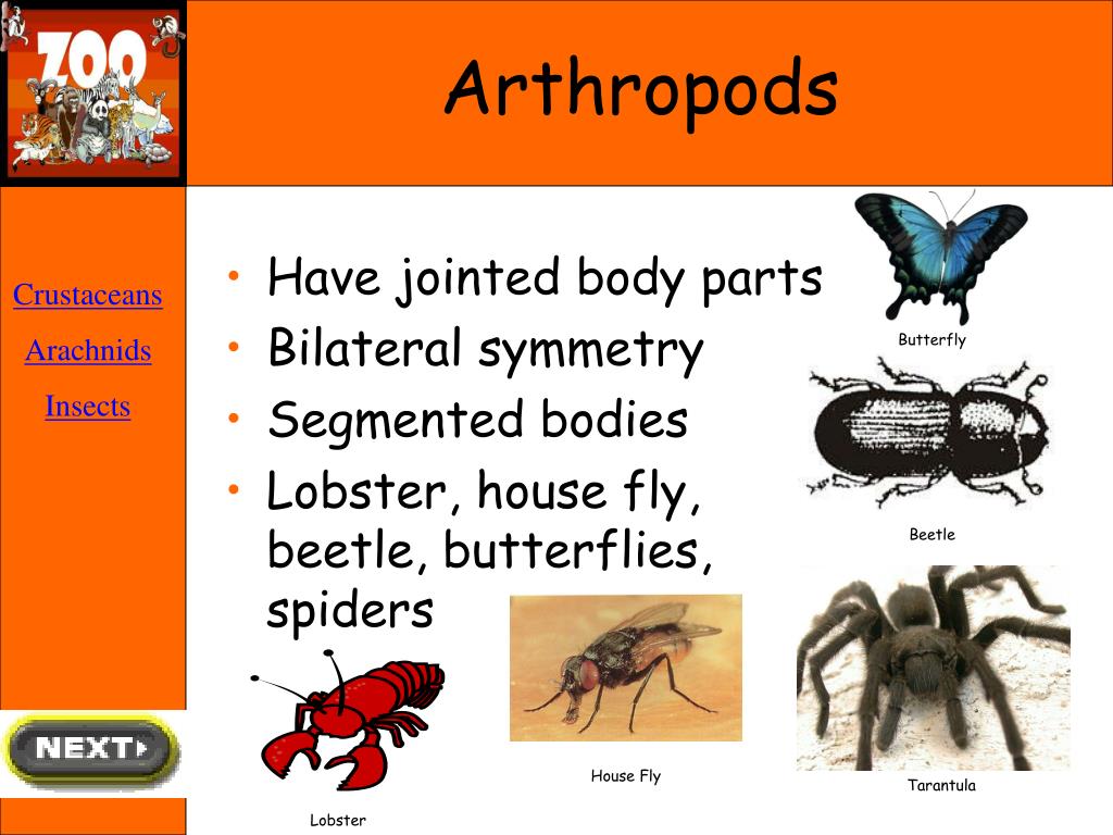 PPT - Vertebrates & Invertebrates PowerPoint Presentation ...