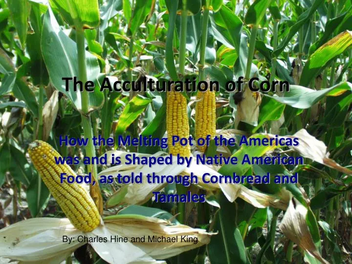 the acculturation of corn n.