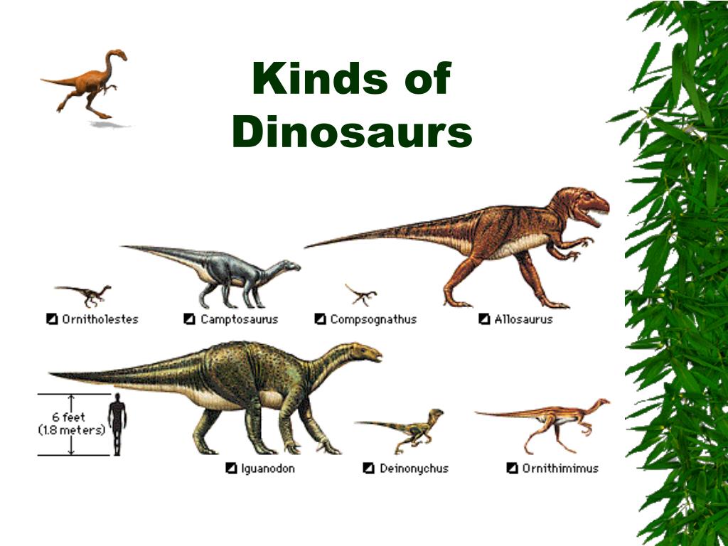 Динозавр на английском. Виды динозавров. Орнитолестес динозавр. Компсогнаты. Презентация по английскому about Dinosaurs.