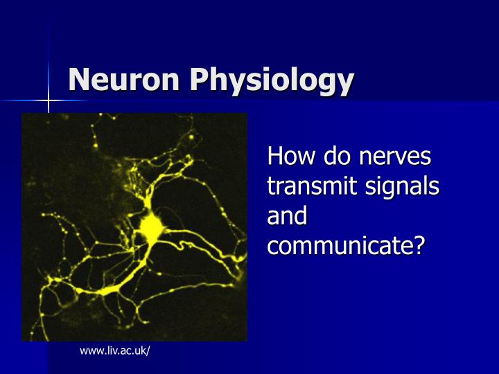 from neuron to brain ebook