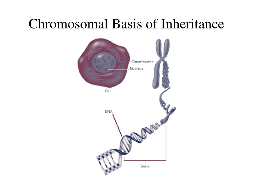 Ppt Chromosomal Basis Of Inheritance Powerpoint Presentation Free Download Id351448 9345