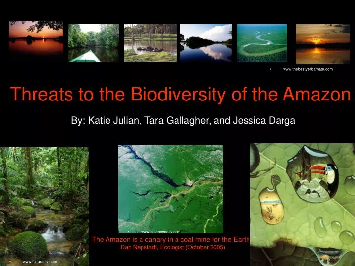 threats to the biodiversity of the amazon n.