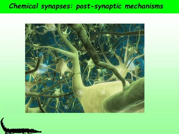 chemical synapses post synaptic mechanisms n.