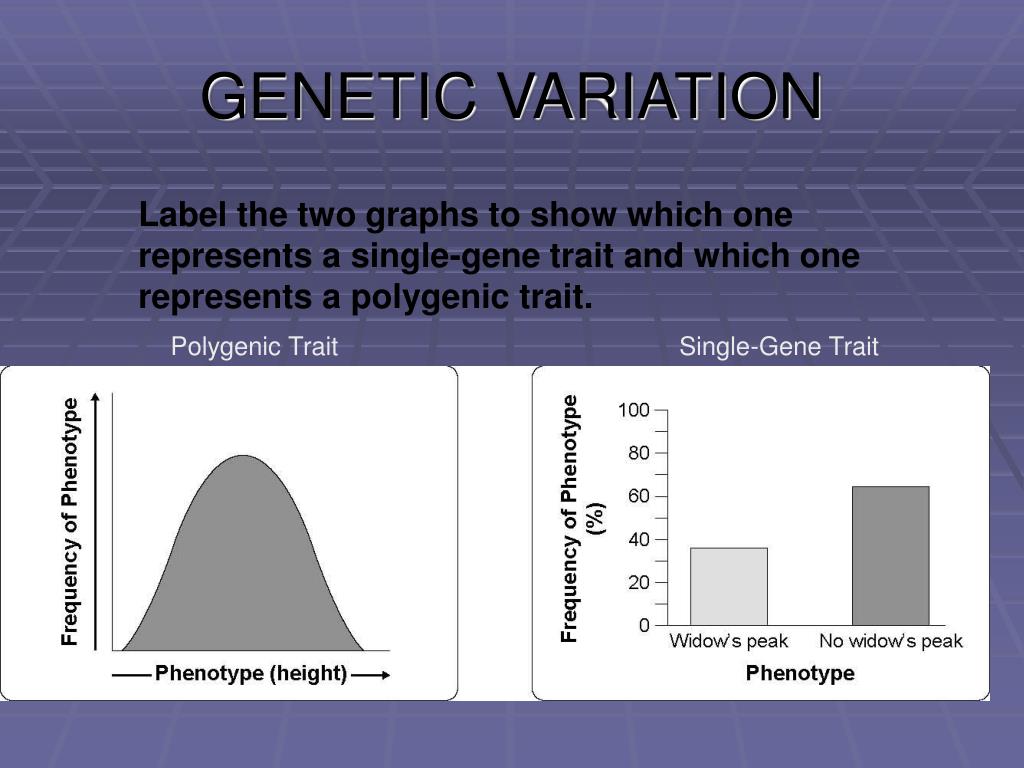 PPT - Genes and Variation PowerPoint Presentation, free download - ID