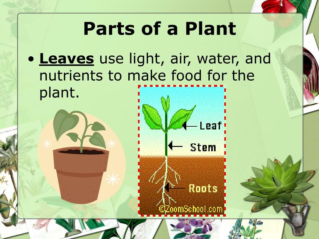 С английского на русский plant. Parts of a Plant. Parts of Plants and Trees презентация. Плант презентации. Parts of a Plant ESL.