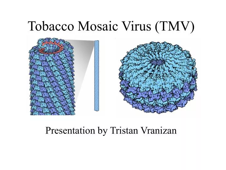 tobacco mosaic virus tmv n.