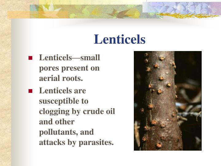PPT - COASTAL ECOSYSTEMS MANGROVES PowerPoint Presentation - ID:354375