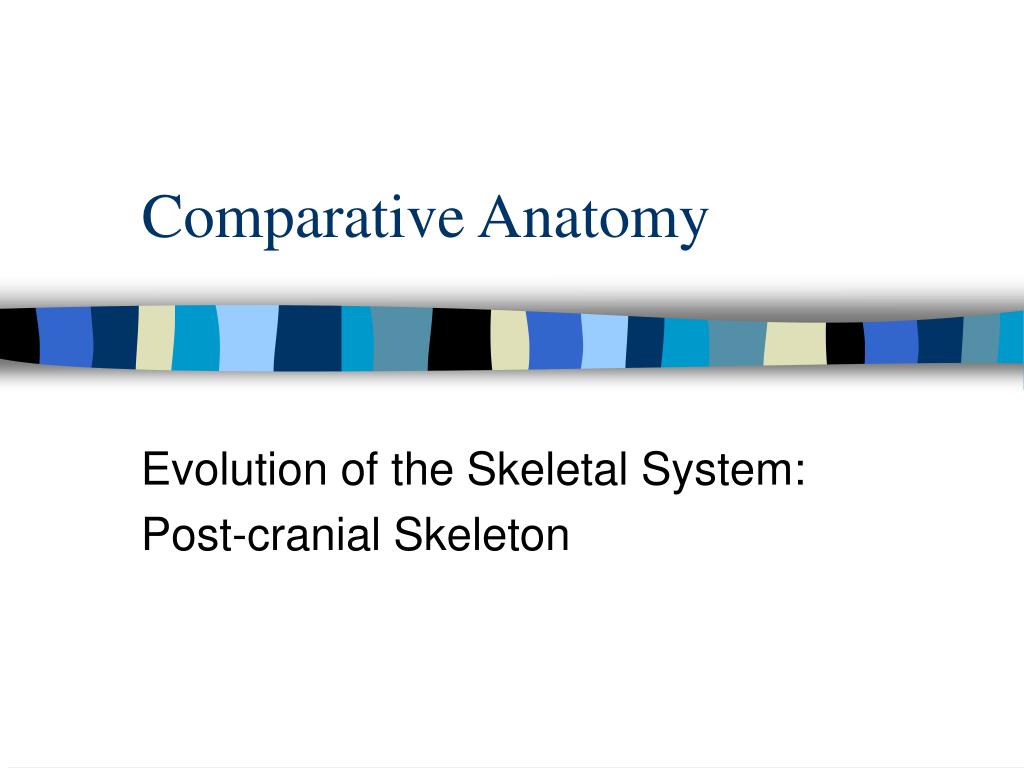 PPT - Comparative Anatomy PowerPoint Presentation, free download - ID