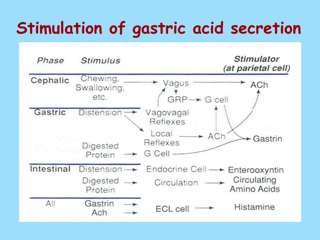 Ppt Gastrointestinal Function Secretion Regulation Powerpoint Presentation Id354614 