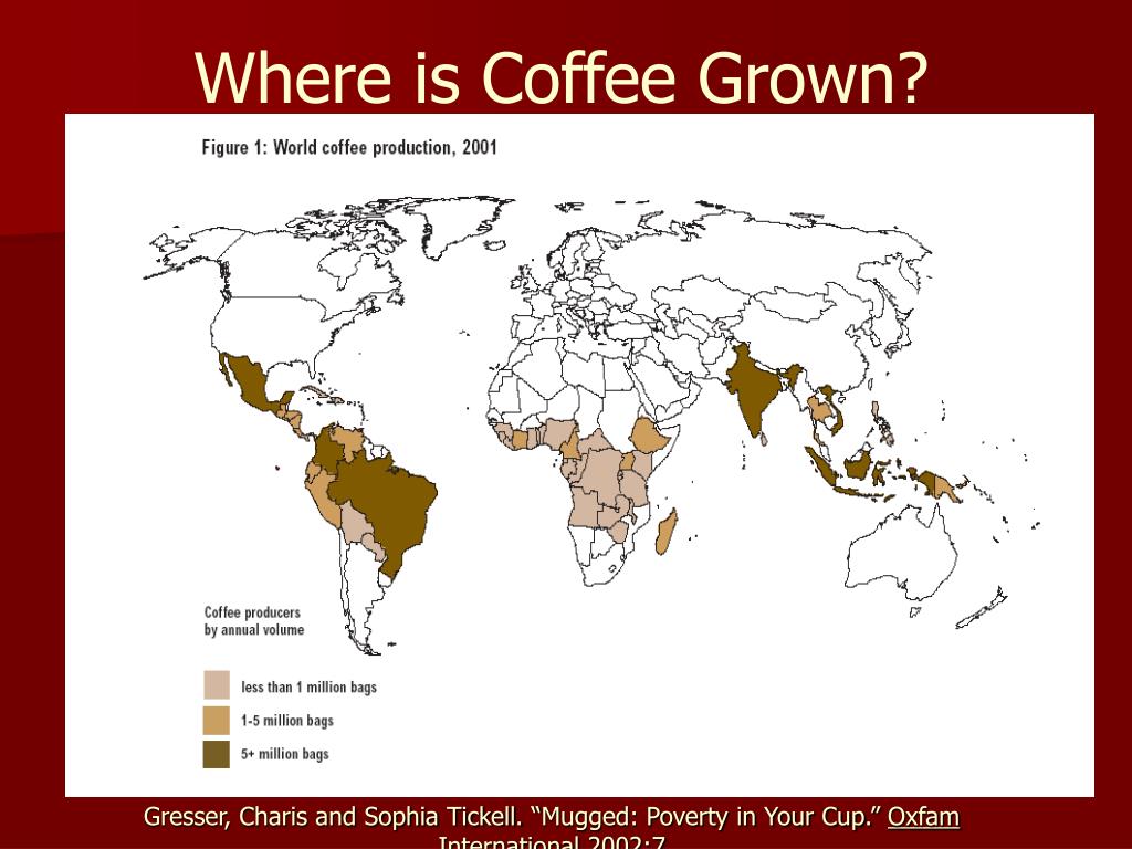 Coffee is grown. Where is Coffee grown. Where the Coffee grow. Mugged: poverty in your Coffee Cup. Where Coffee is grown when Moscow was founded.