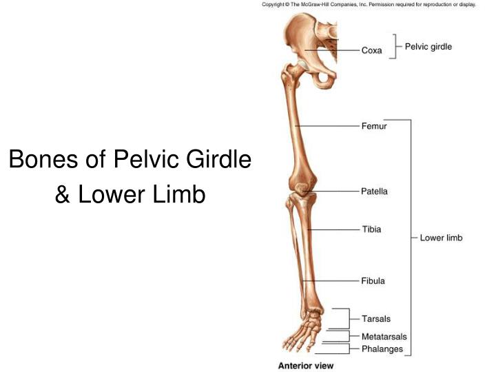 Pelvic Girdle Bones Labeled