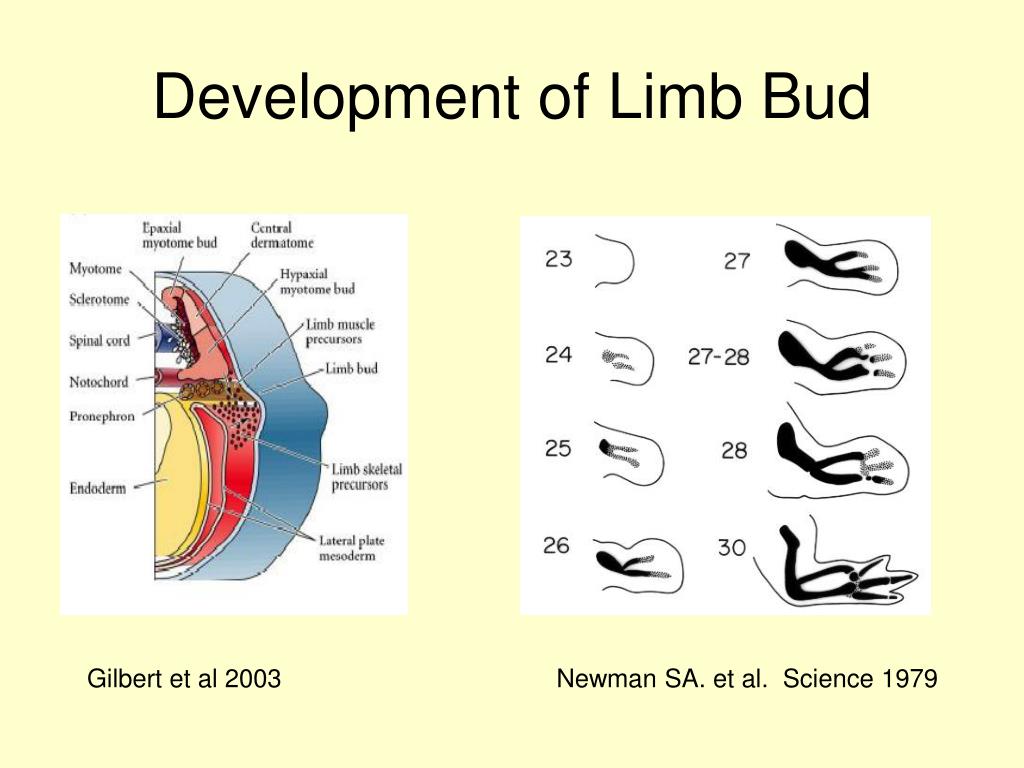 Ppt 3d Substitution Model For Limb Growth And Pattern Formation