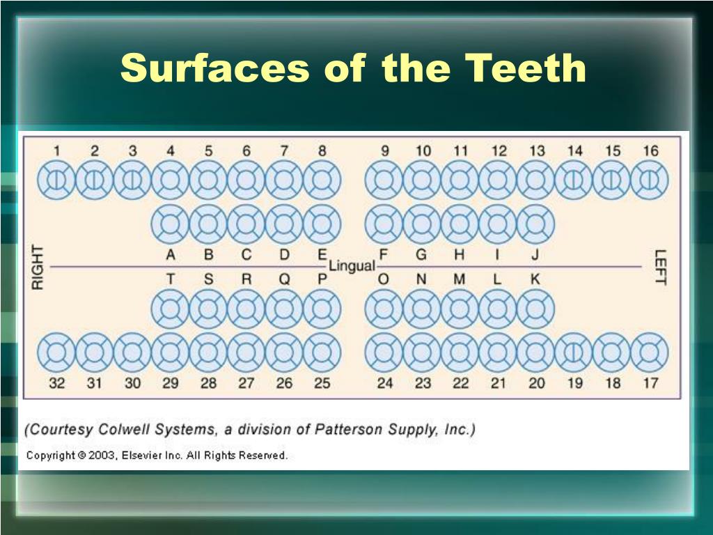 Dental Charting Surfaces