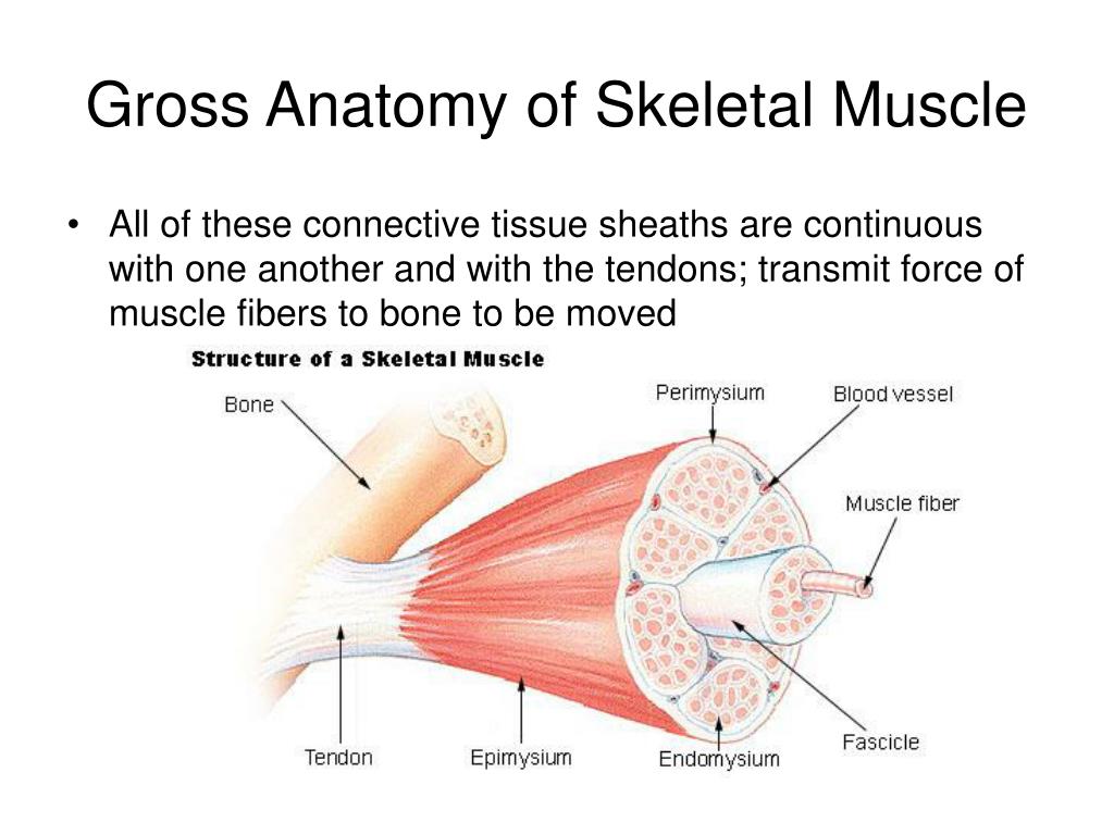 Anatomy Of Skeletal Muscle