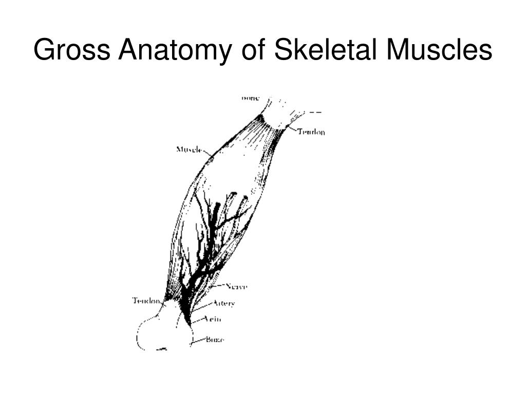 PPT - Gross Anatomy of Skeletal Muscle PowerPoint Presentation, free