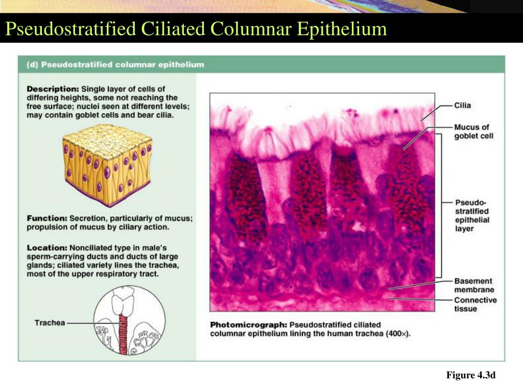 PPT Tissues PowerPoint Presentation Free Download ID 356154 PPT Tissues PowerPoint Presentation Free Download ID 356154