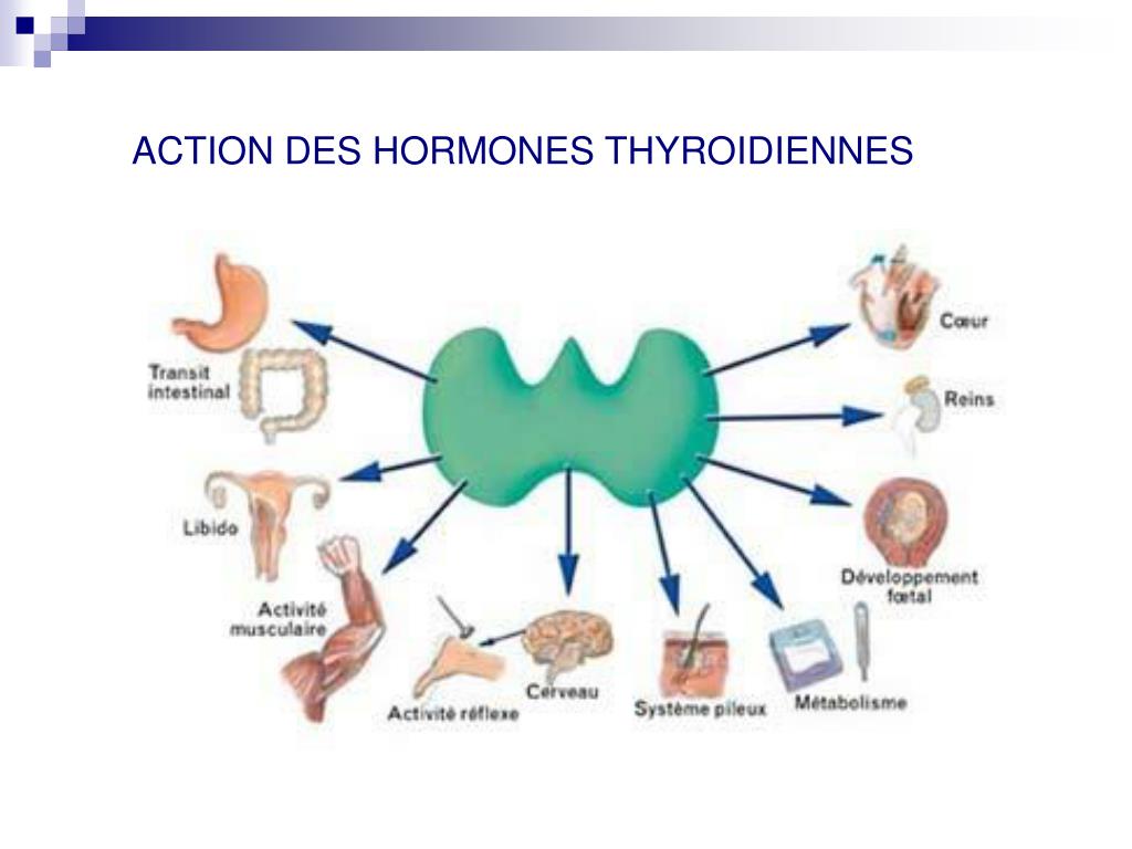 PPT - LA THYROIDE PowerPoint Presentation, free download - ID:356300