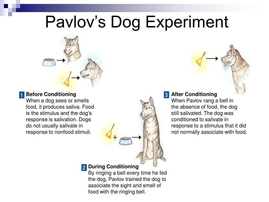 Читать вел павлов эрсус. Pavlovian conditioning. Pavlov Experiment. Pavlovian response. Pavlov's Dog.