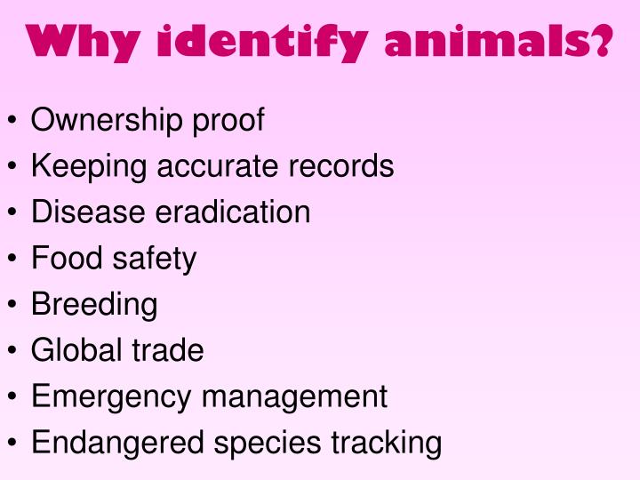 PPT - Livestock Identification Methods PowerPoint Presentation, free  download - ID:35722