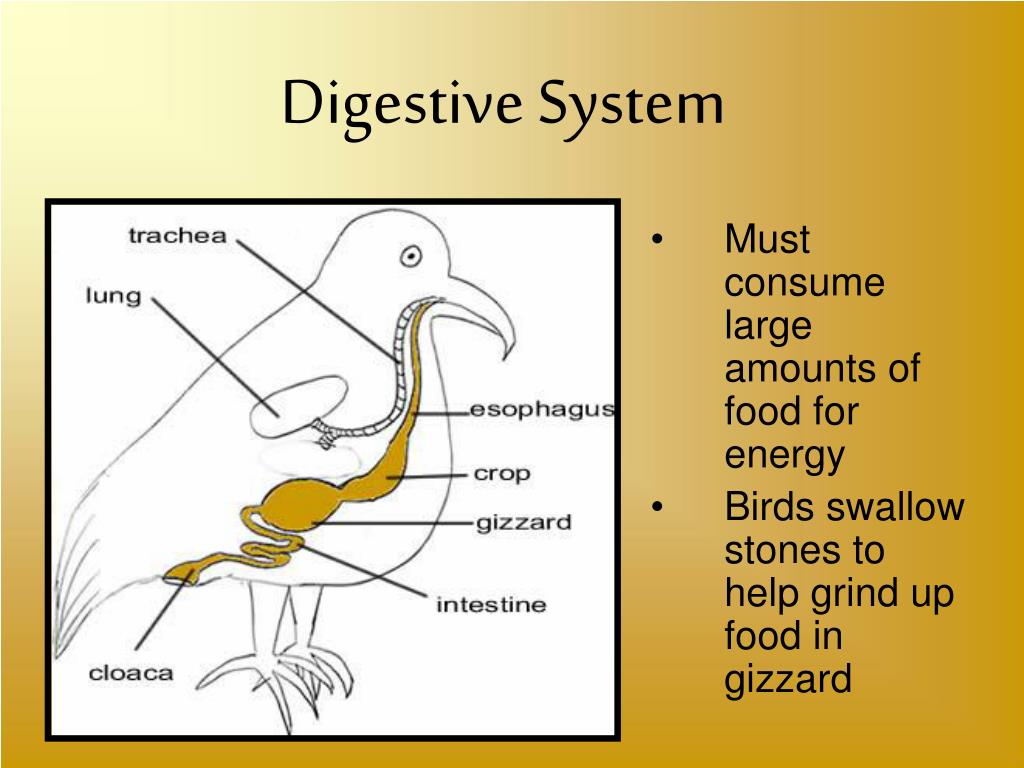 PPT - Phylum Aves PowerPoint Presentation, free download - ID:35724