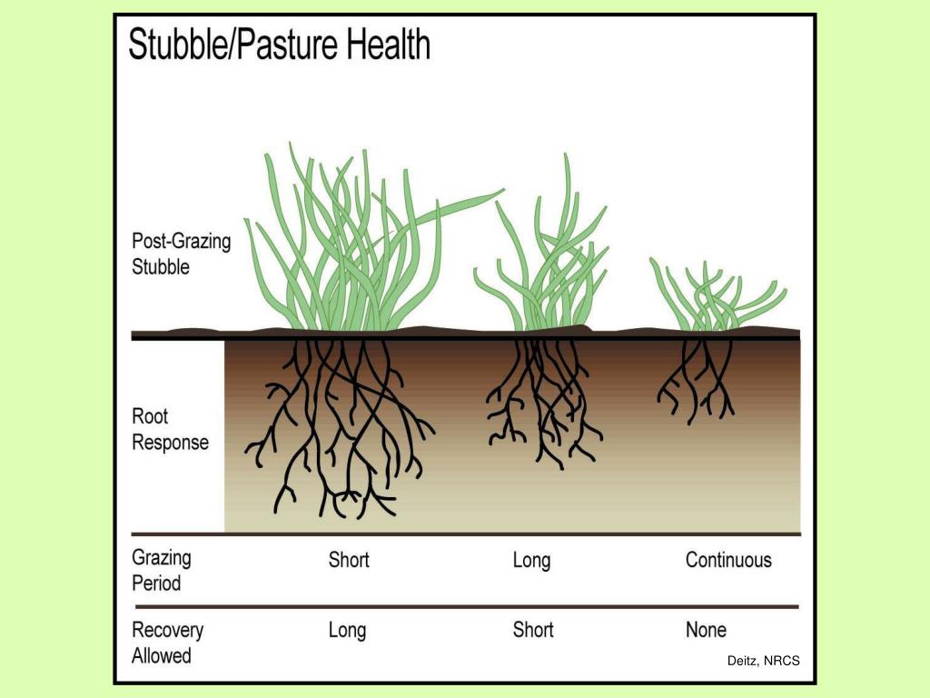 PPT - Managing Grazing for Sustainable Pastures PowerPoint Presentation ...