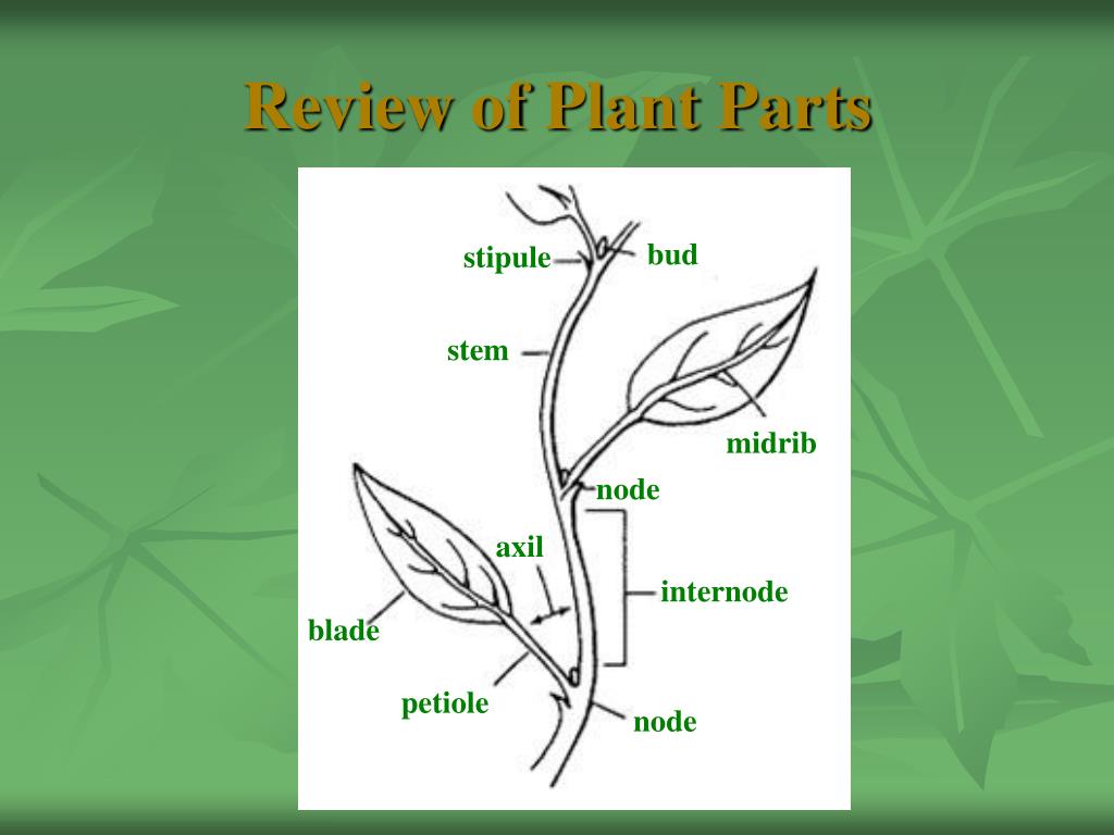 PPT Plant Propagation PowerPoint Presentation, free