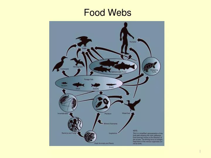 food webs n.