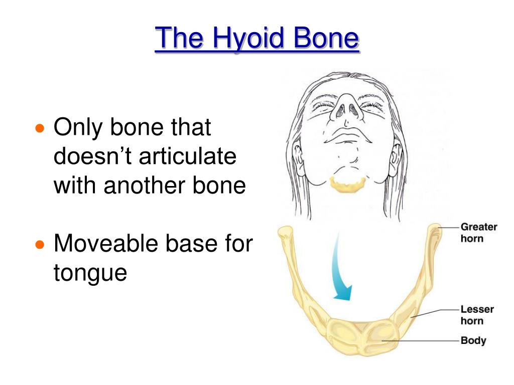 PPT - Chapter 5 Gross & Microscopic Bone Anatomy PowerPoint