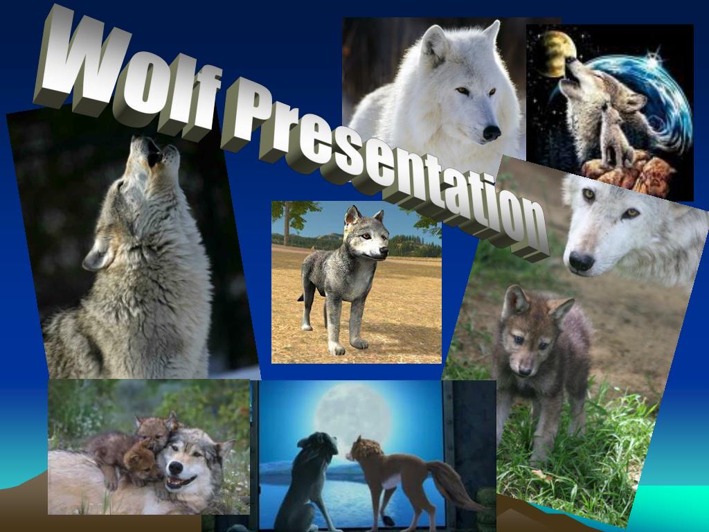 presentation about wolves