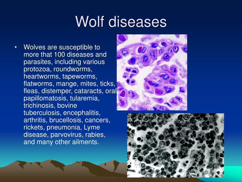 papillomatosis in wolves