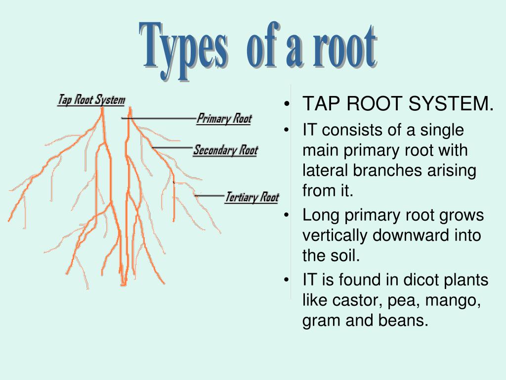 Root add. Types of roots. Root System Types. Plant root System. Root structure.